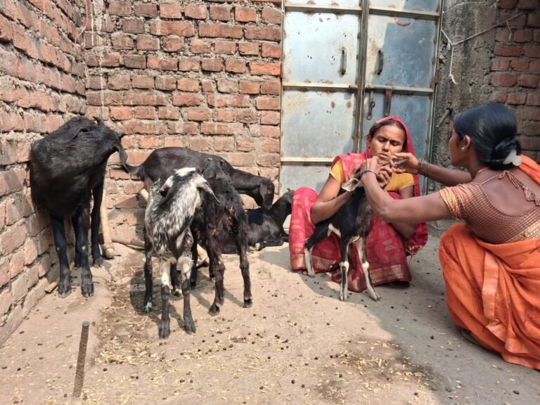 Healthy goats, secure incomes