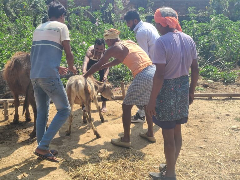 Support to government veterinary department for foot and mouth disease vaccination drive