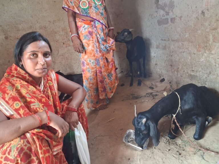 Liver tonic protects goats from heat stork